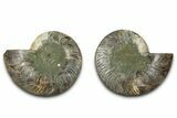 Cut & Polished, Crystal-Filled Ammonite Fossil - Madagascar #336666-1